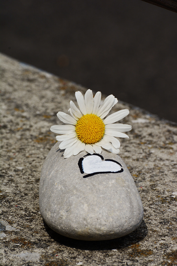 daisy flower on gray stone