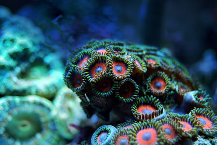 red-blue-and-green sea anemones close up photo