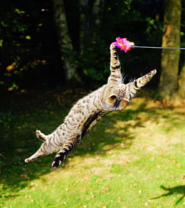 silver tabby cat playing pink feather toy