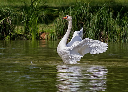 White Swan on Green Body of Water