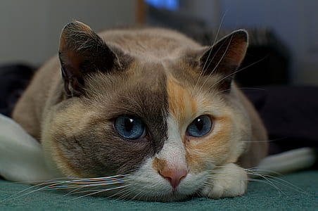 closeup photo of short-furred brown and white cat