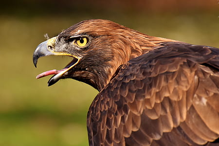 selective focus photography of golden eagle