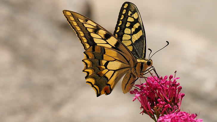 shallow focus photography of tiger swallowtail butterfly on pink flowers