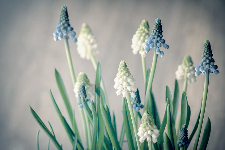 white and blue grape hyacinths in bloom close up photo