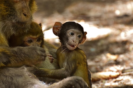 shallow focus photography of monkeys