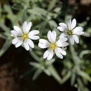 closeup photo of three white petal flowers