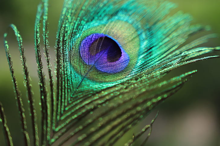 teal, purple, and green peacock feather