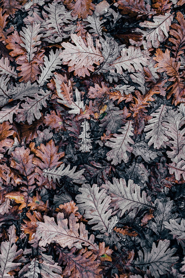 shallow photo of dry leaves