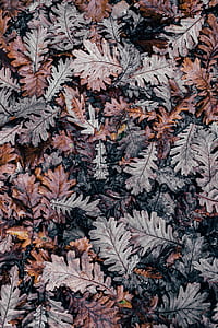 shallow photo of dry leaves