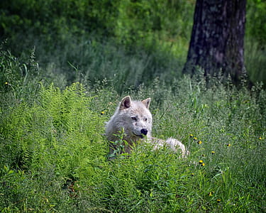 white wolf on green grass near tree