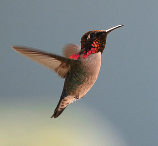 closeup photo of brown hummingbird