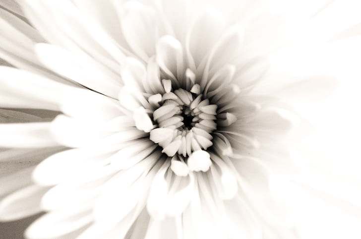 closeup photo of white chrysanthemum flower
