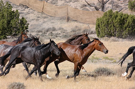 black and brown horses near trees