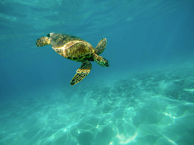 green and brown turtle in water