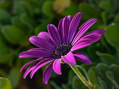 selective focus photography of purple clustered flower