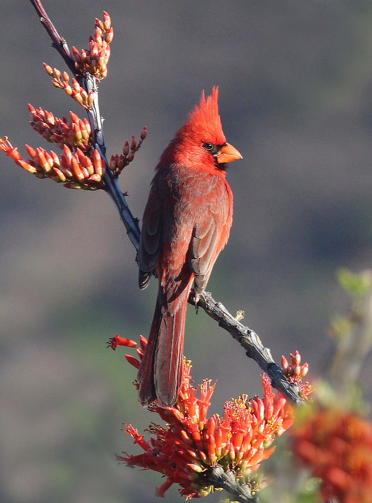 depth of field photograph of red Cardinal bird