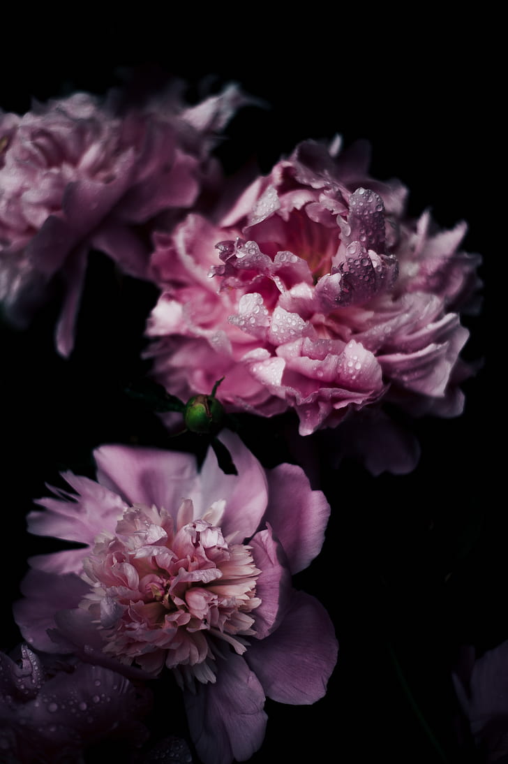 photo of pink petaled flowers