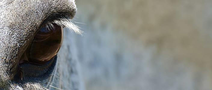 closeup photography of goat's eye