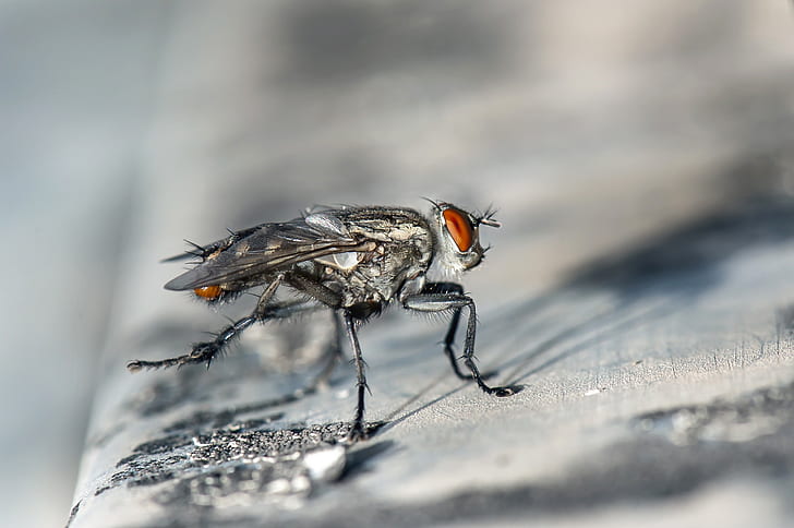 closeup photography of gray housefly on brown board