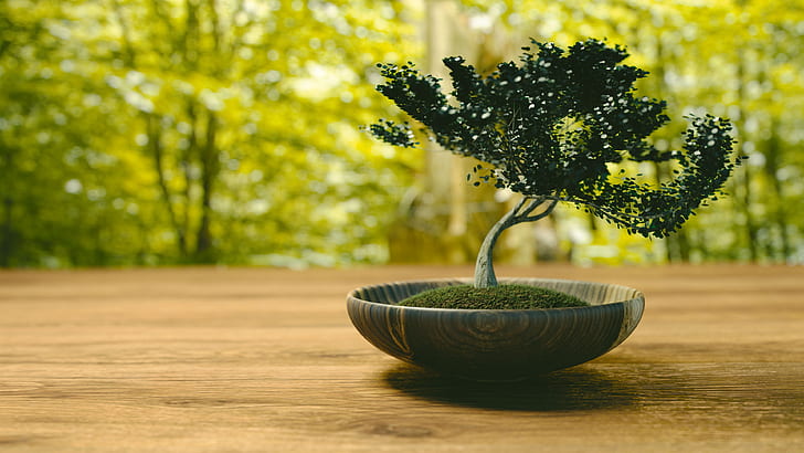 potted green bonsai plant on brown surface