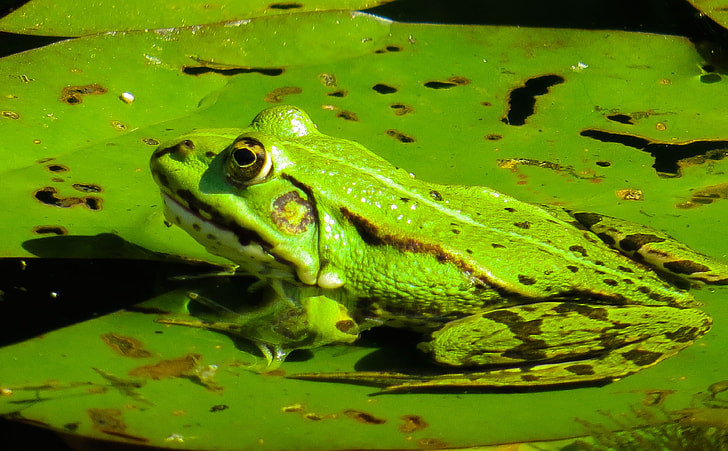 photo of green frog on water lily