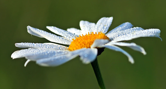 white and yellow petaled flower during daytime