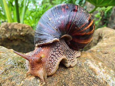 selective focus photo of brown and black snail