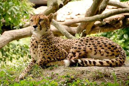cheetah lying on soil near plants