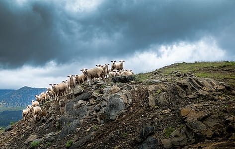 herd of sheep on mountain under stratocumulus clouds