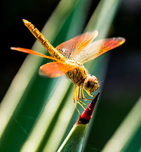 Orange Dragonfly on Red and Green Leaf