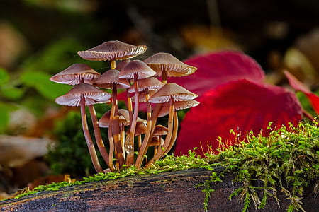 macro shot photography of brown mushrooms