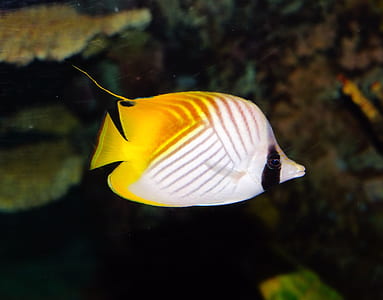 yellow and white discus fish