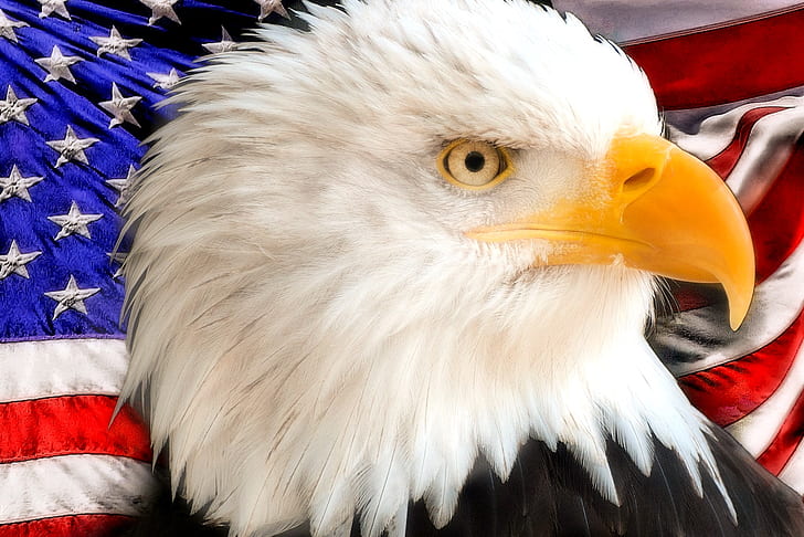bald eagle and United States of America flag