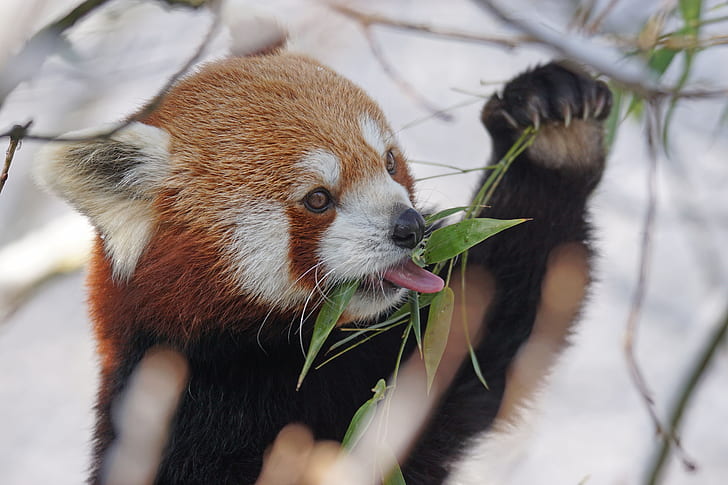 shallow focus photography of red panda