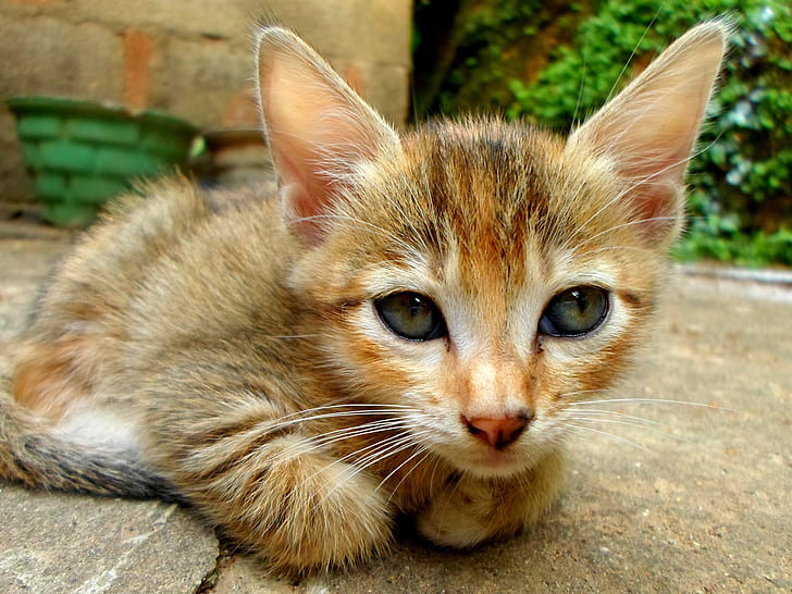 orange tabby kitten lying on gray surface
