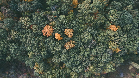 aerial photography of green forest