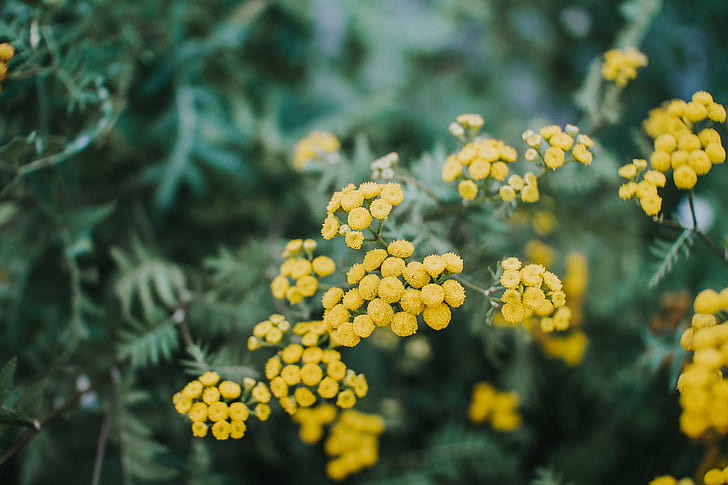 closeup photography of yellow basket of gold flowers