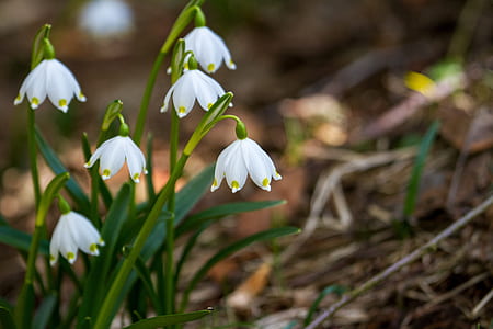 selective focus photography of white snowdrop flower