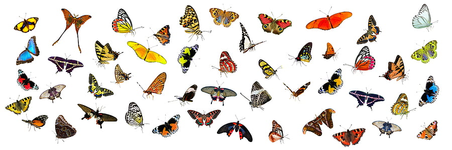 assorted-color butterfly lot