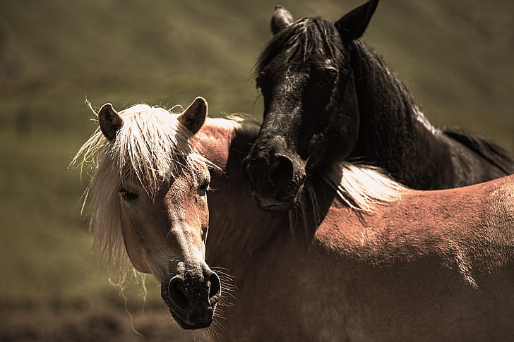 two brown and black horses at daytime