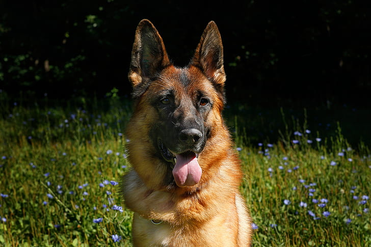 shallow focus photography of German shepherd showing tongue
