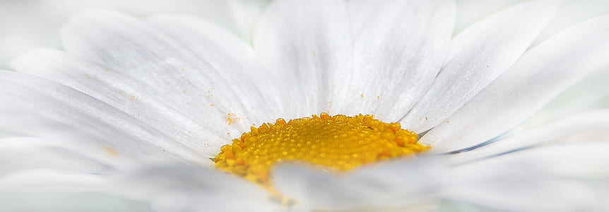 white daisy flower in close up photography
