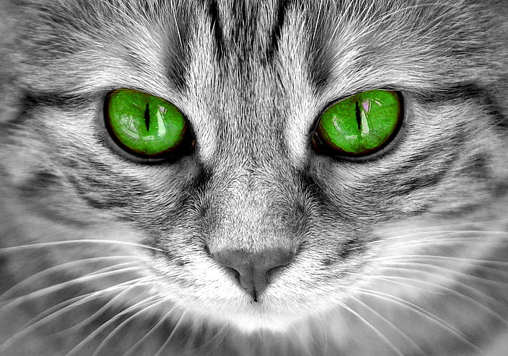 close photography of grey and black tabby cat with green eyes