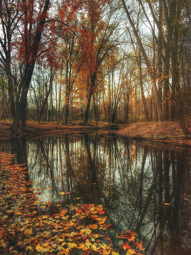 autumn, pond, woods, mysterious, moody, fall
