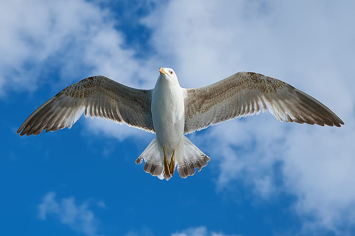 time lapse photography of white seagull flying