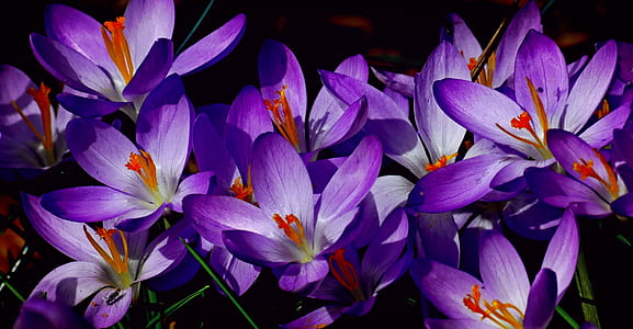 closeup photo of purple petaled flowers