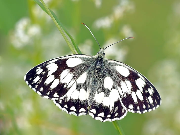 white marbled butterfly in closeup photography
