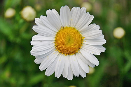closeup photography of white and yellow daisy flower