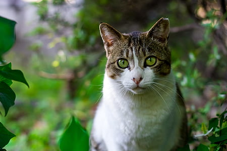 animal photograph of brown tabby cat