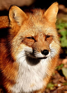 red fox in shallow focus photography